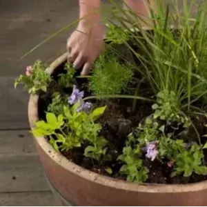 How to plant flowers or vegetables in a whiskey or wine barrel planter