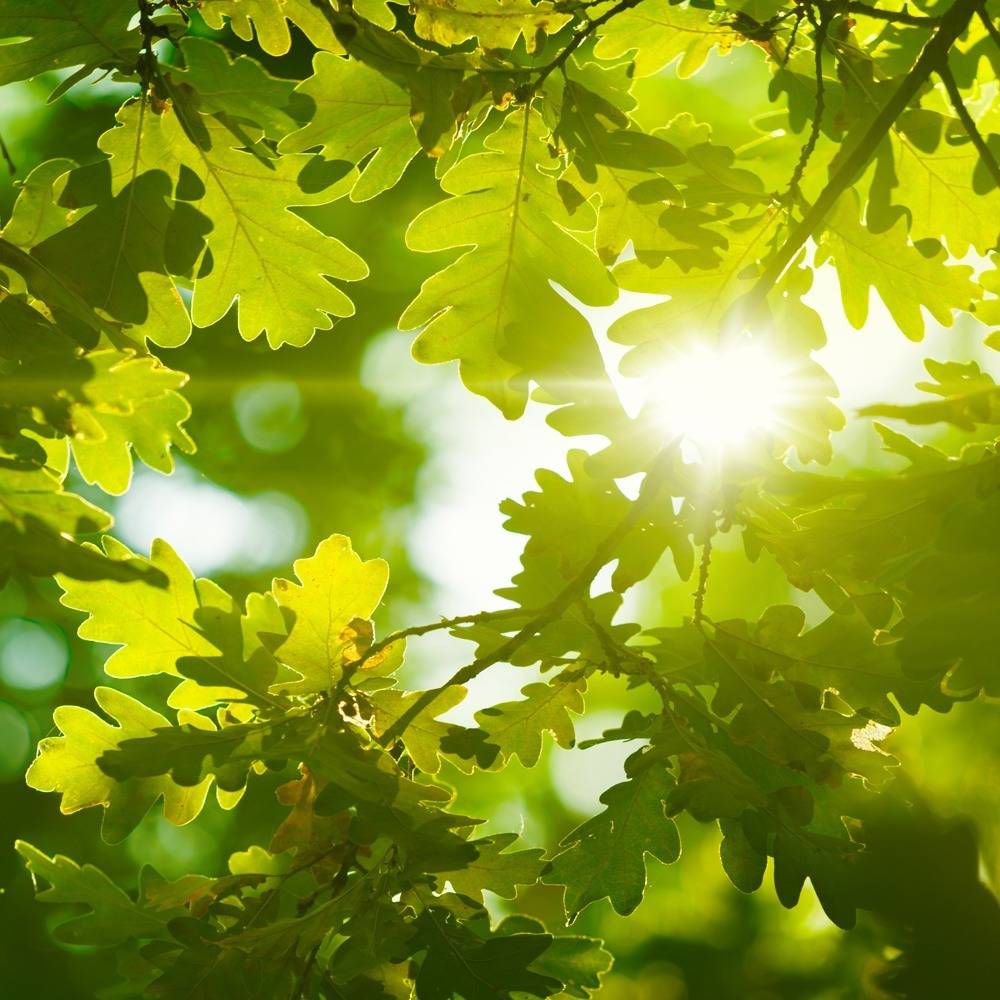 #SaveTheStave® Impact: 50,000+ Trees Planted
