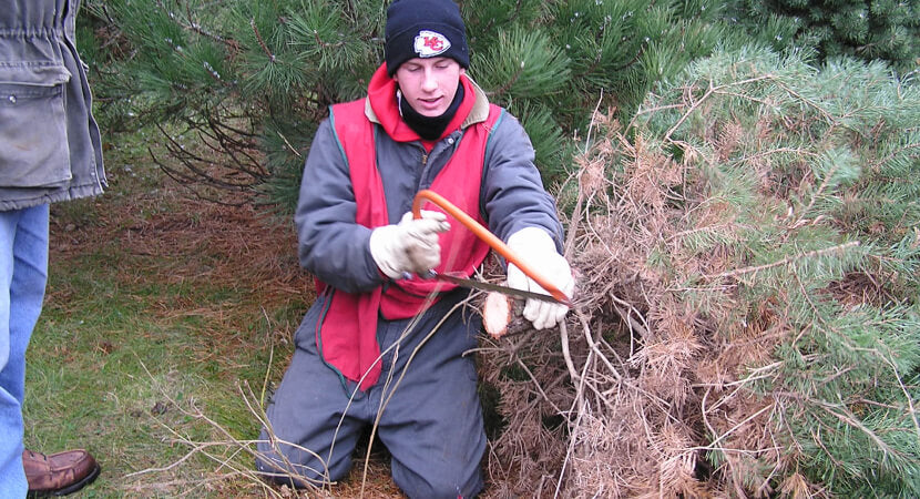 Ben Loseke using saw to cut evergreen tree 