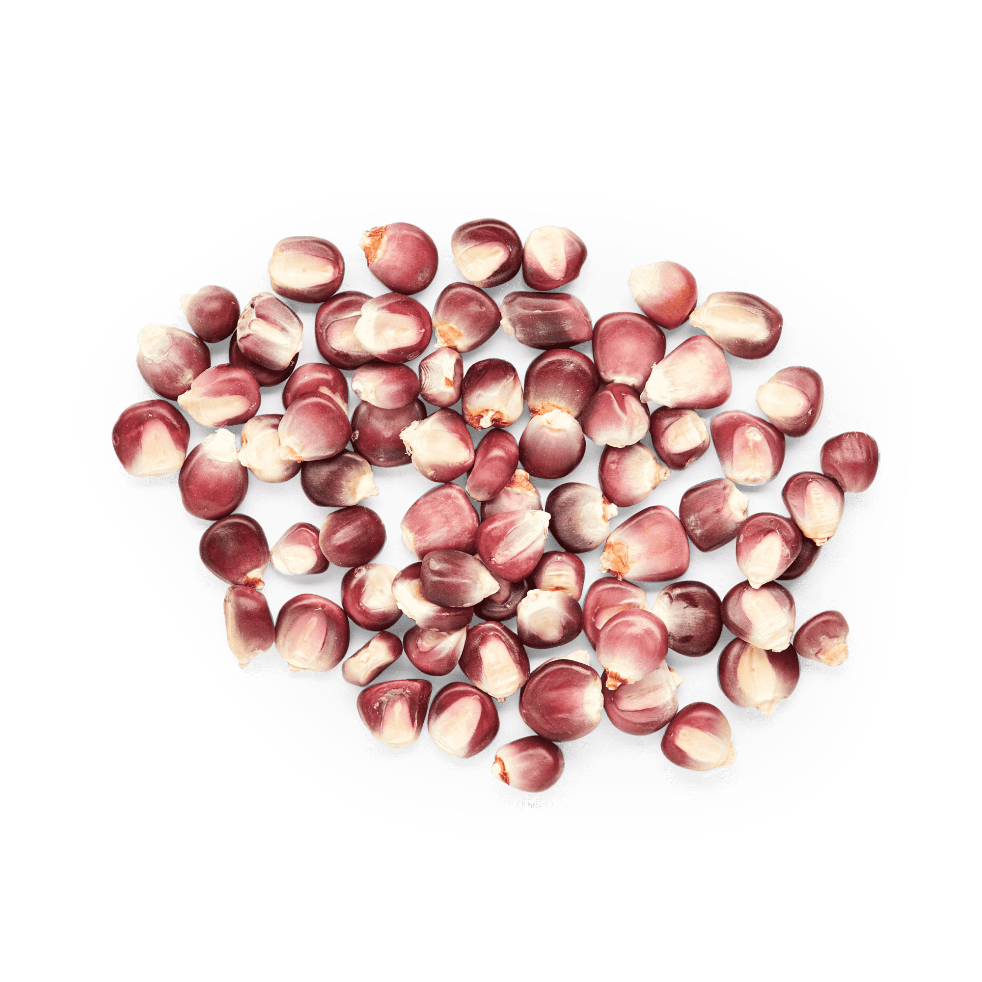 Bolita Belatove