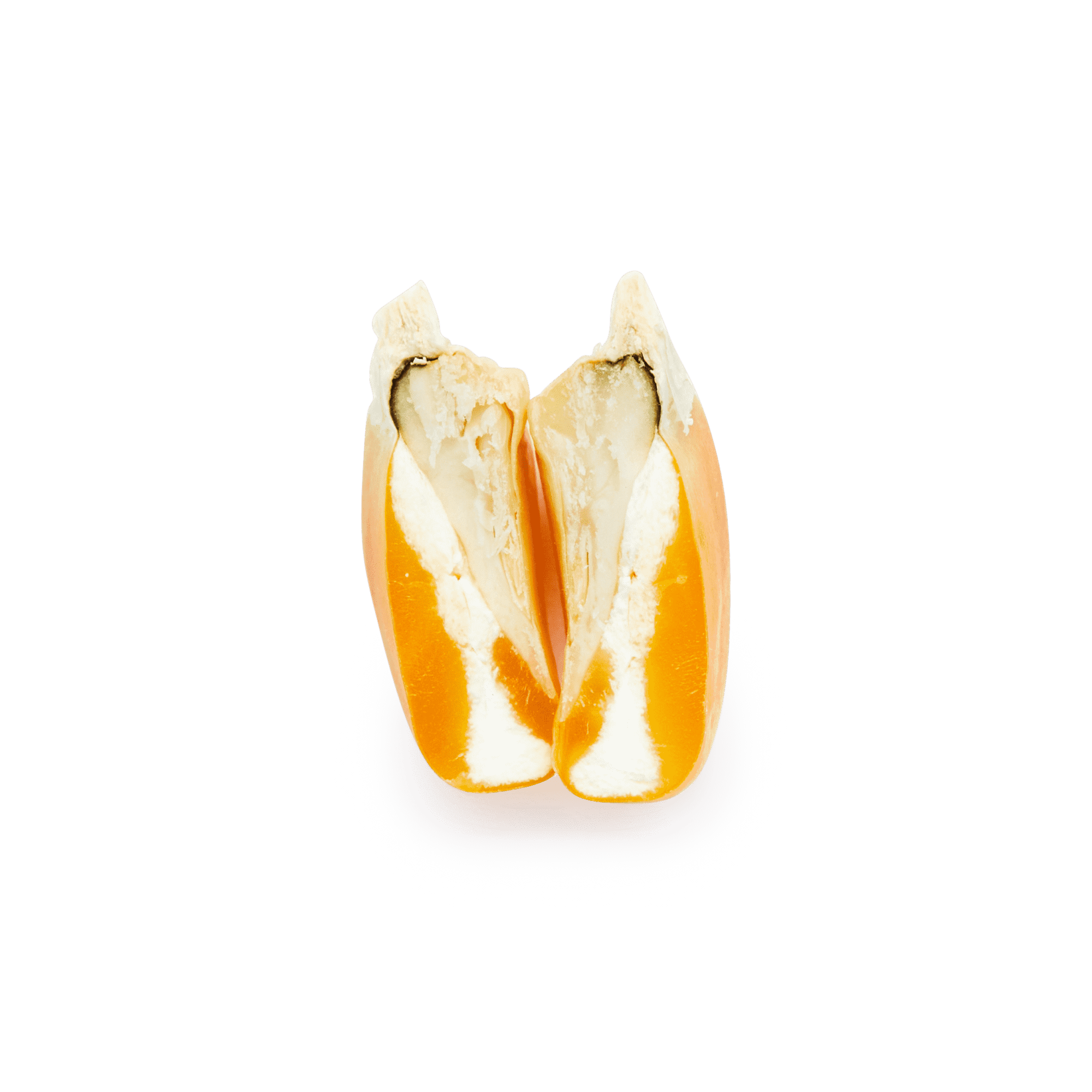 Yellow Bolita