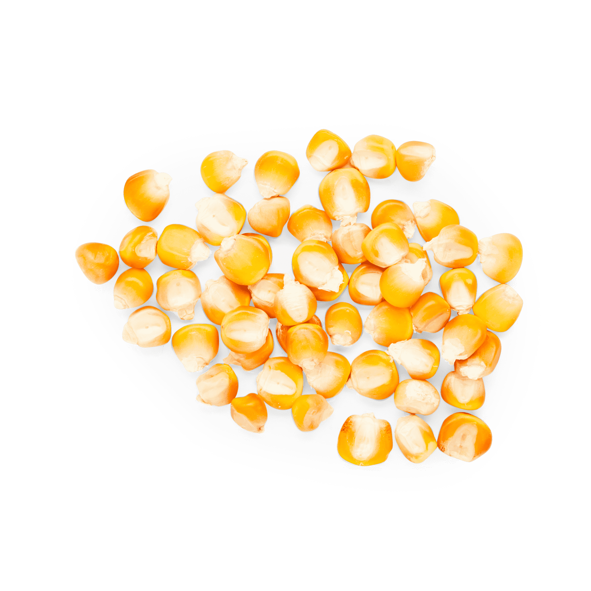Yellow Bolita