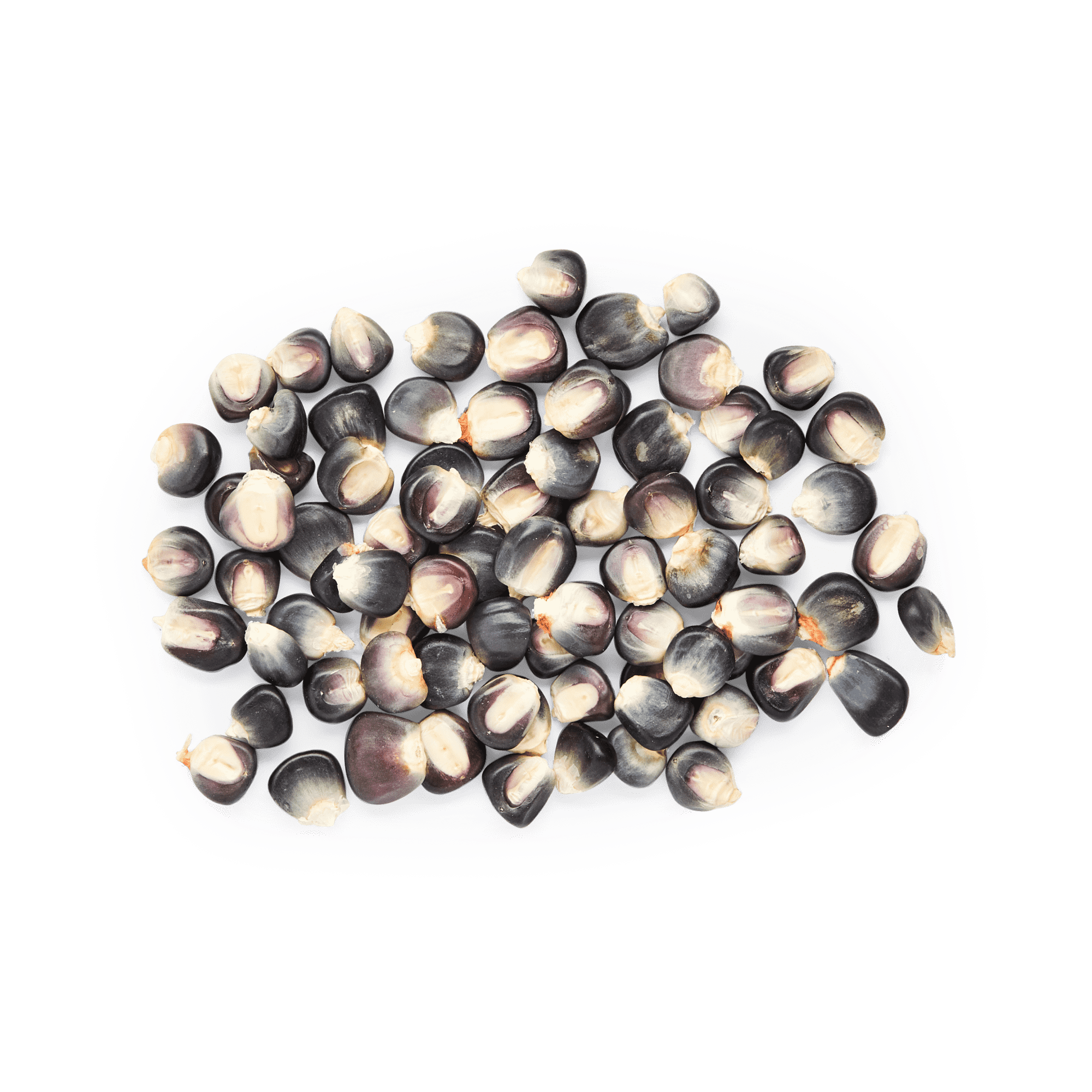 Blue Bolita