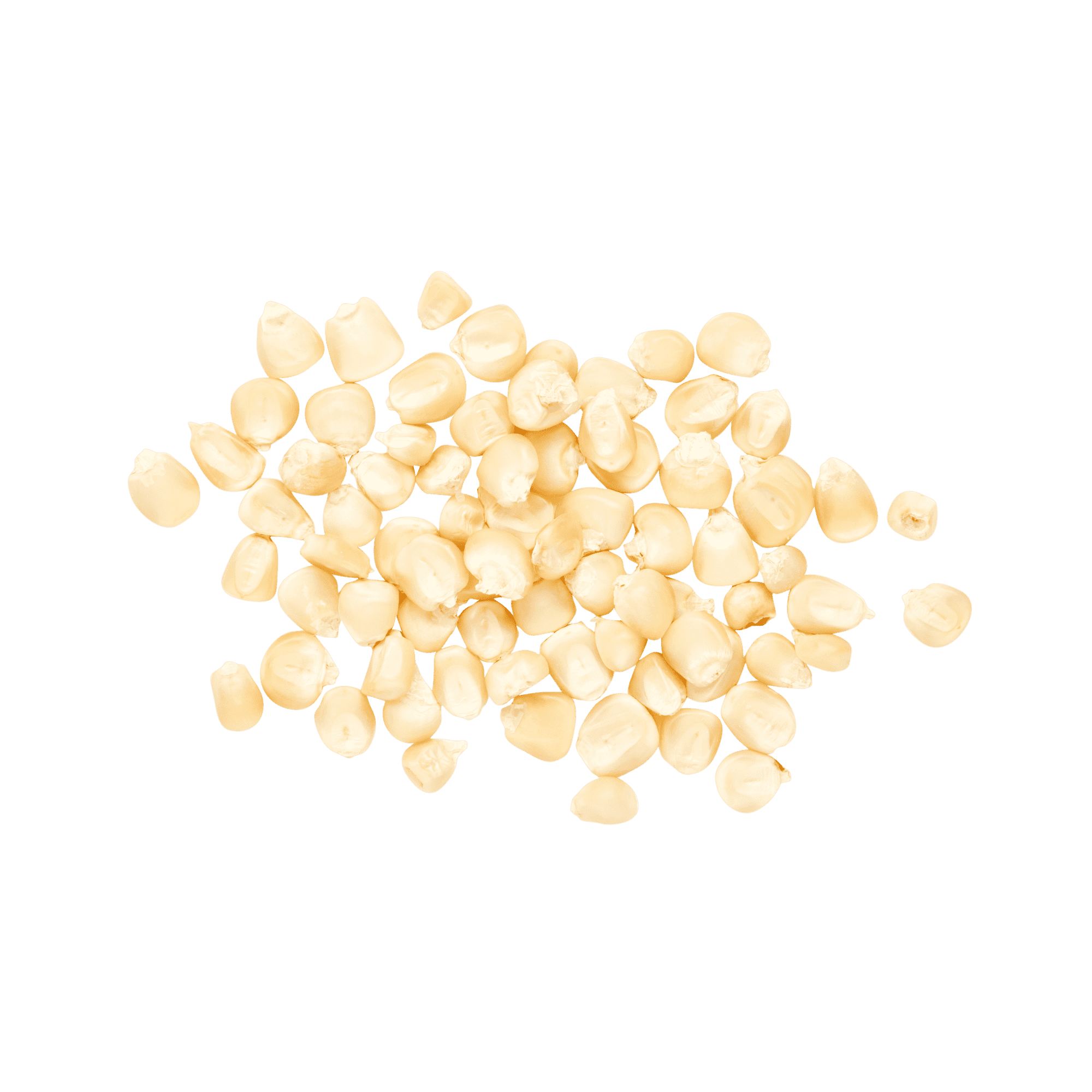 White Bolita