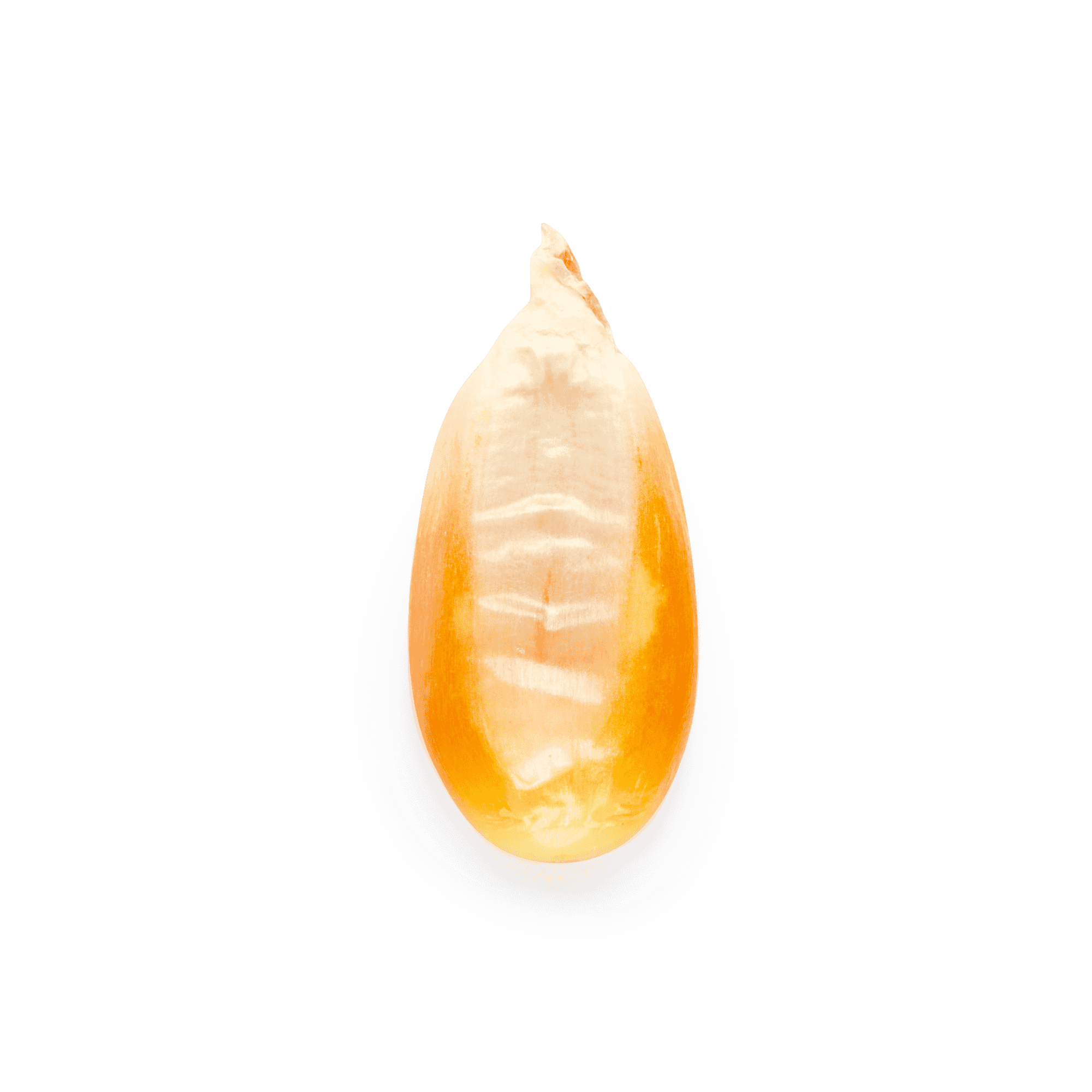 Yellow Cónico
