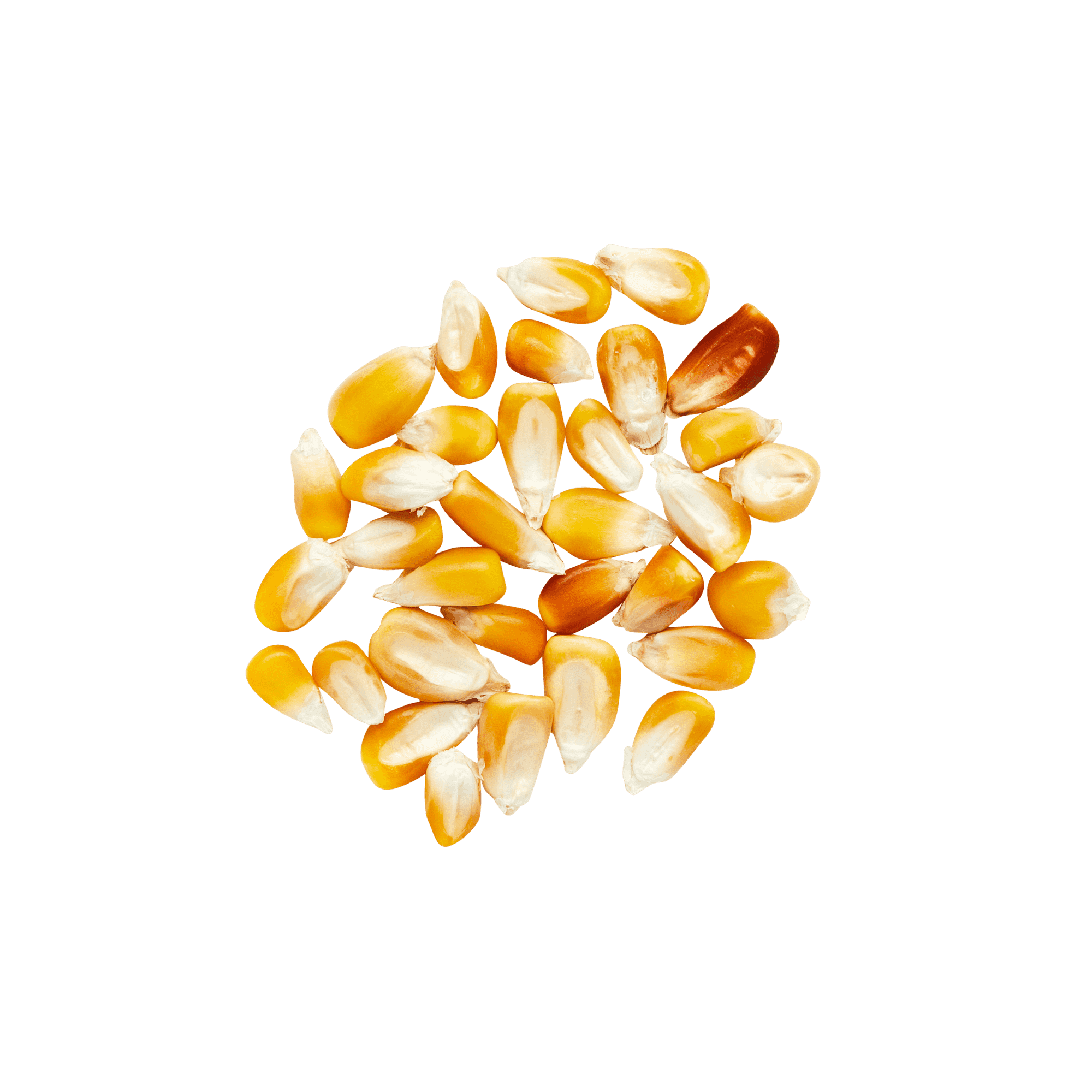 Yellow Cónico