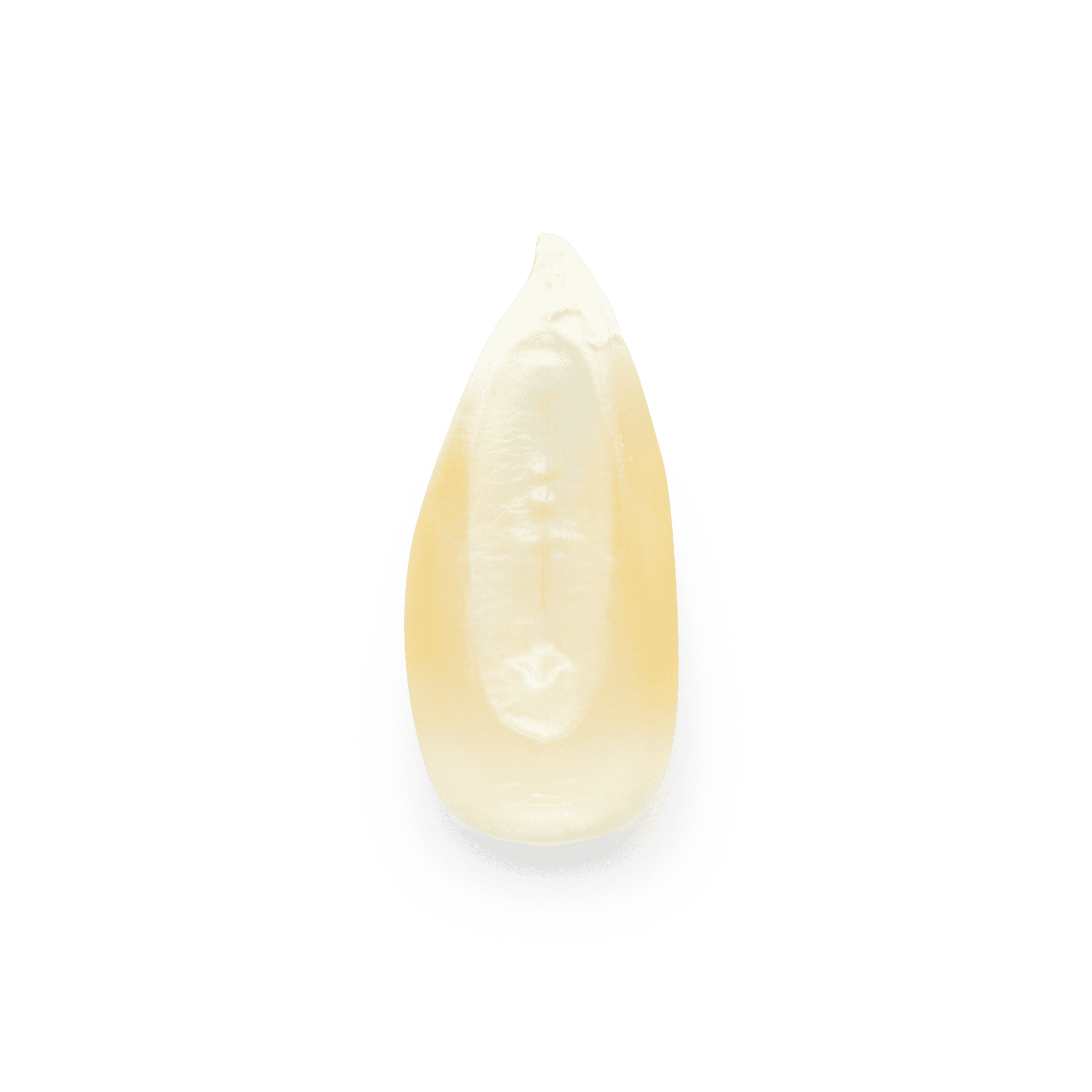 White Cónico