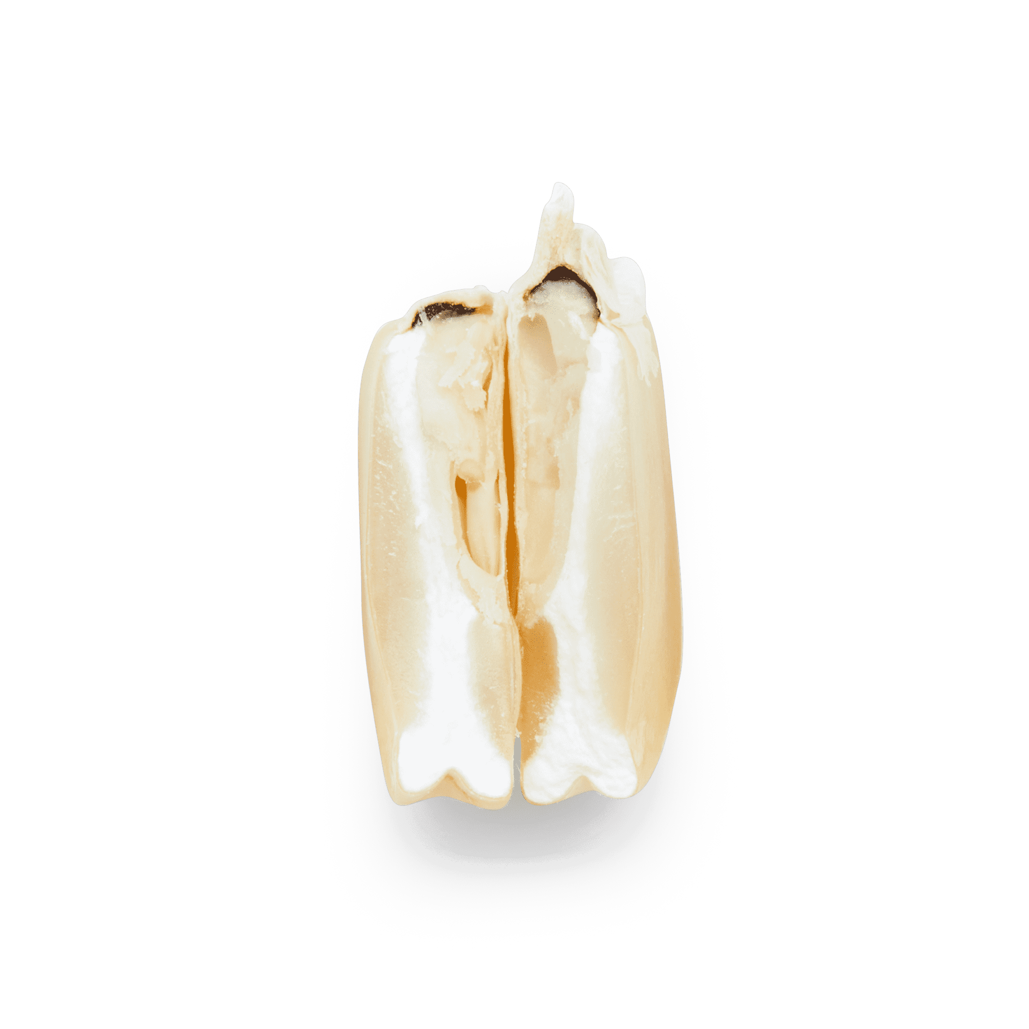 White Cónico