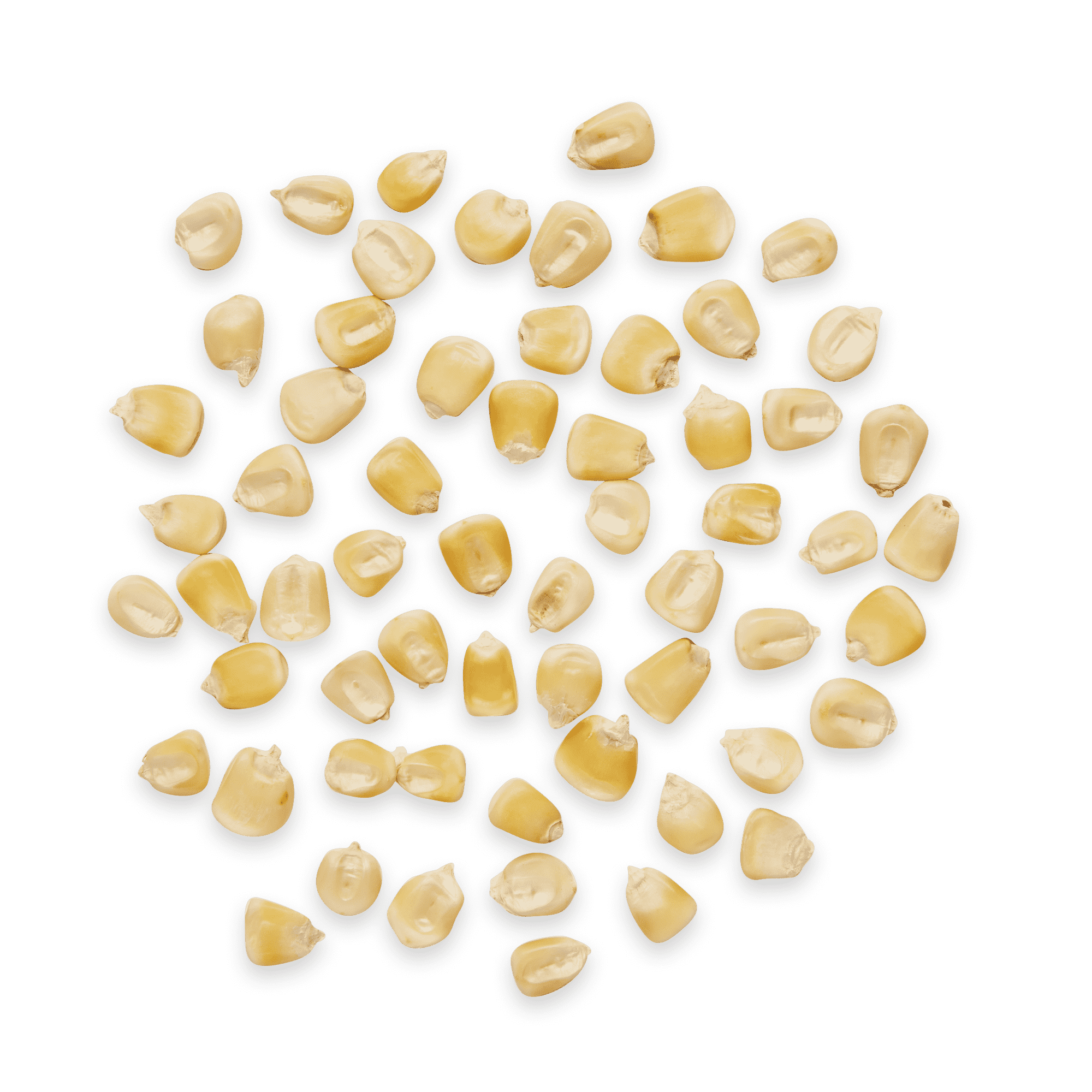 White Jala