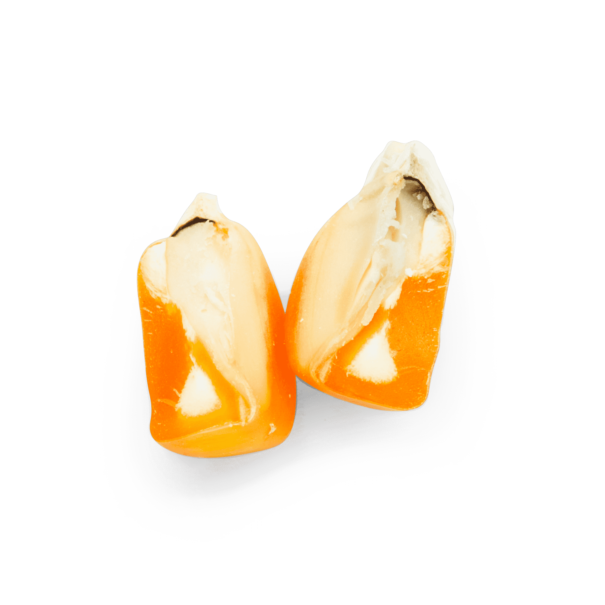 Yellow Tuxpeño