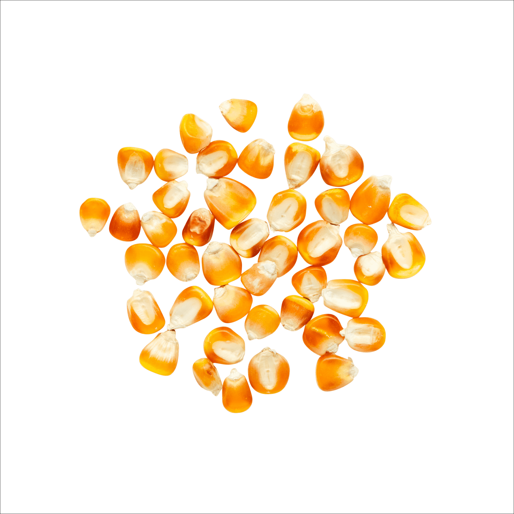 Yellow Tuxpeño